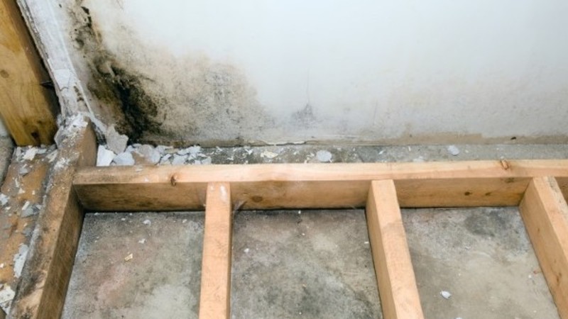 Get Rid of Mold in Your Basement
