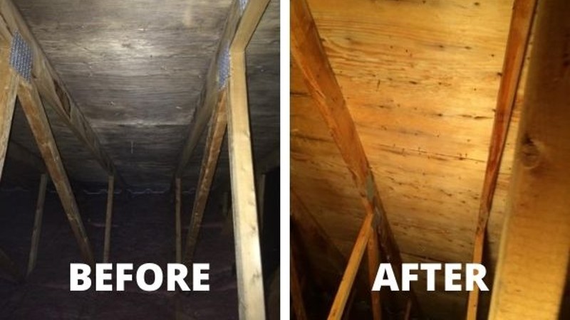 Mold in the Attic: Causes and Removal