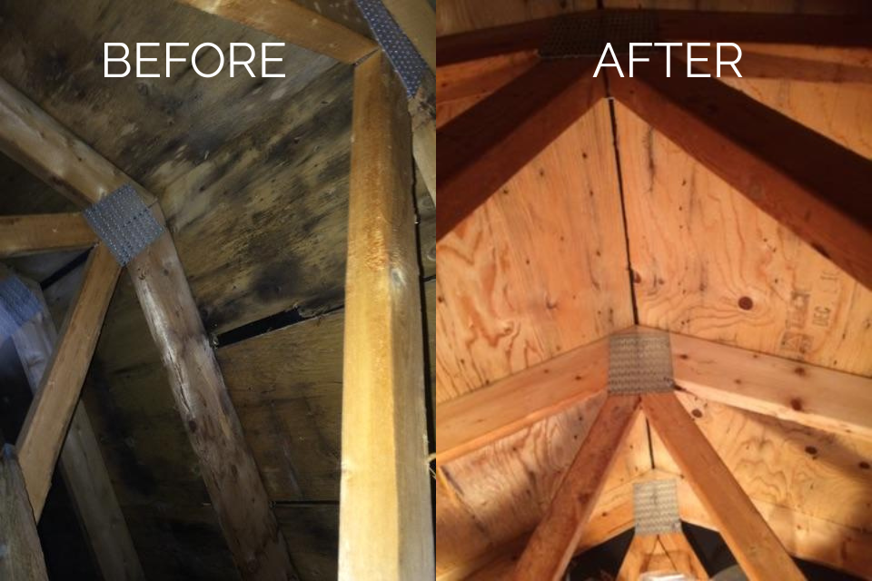 mold removal process attic