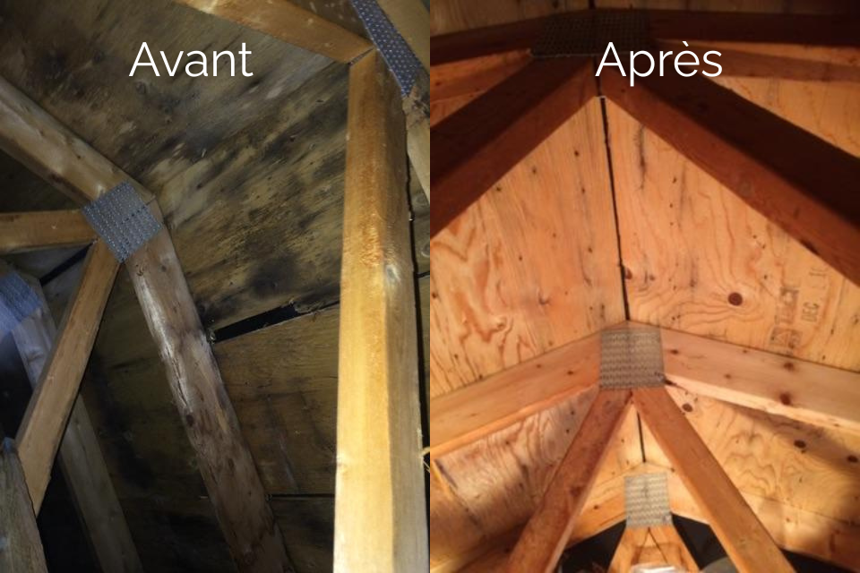 processus élimination des moisissures grenier